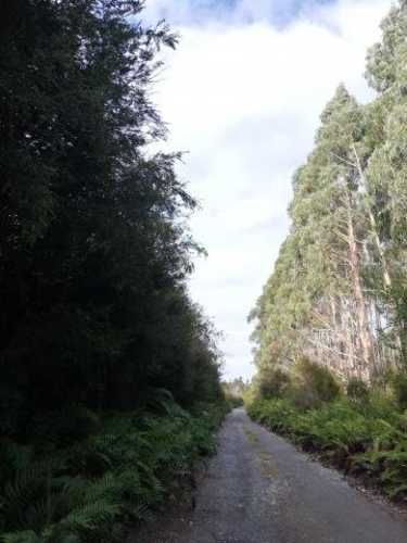 Vendo 1 hectarea de terreno