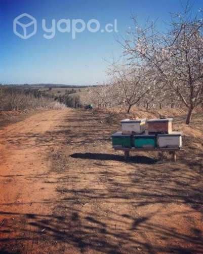 Polinizaciones Abejas 2024