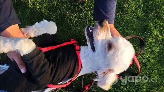 Adopción de perrito. Solo reales interesados