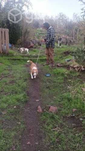 Dueña vende parcela