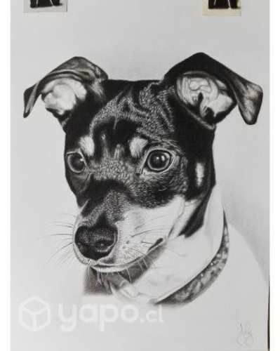 Retratos de mascotas