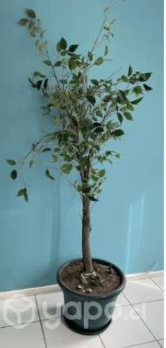 Planta artificial ficus