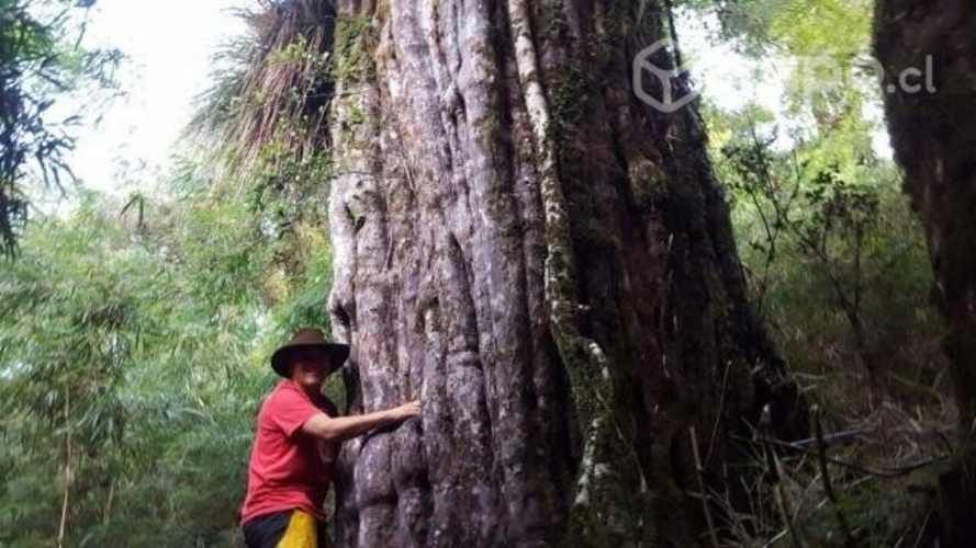 Ecoparcelas Valdivia