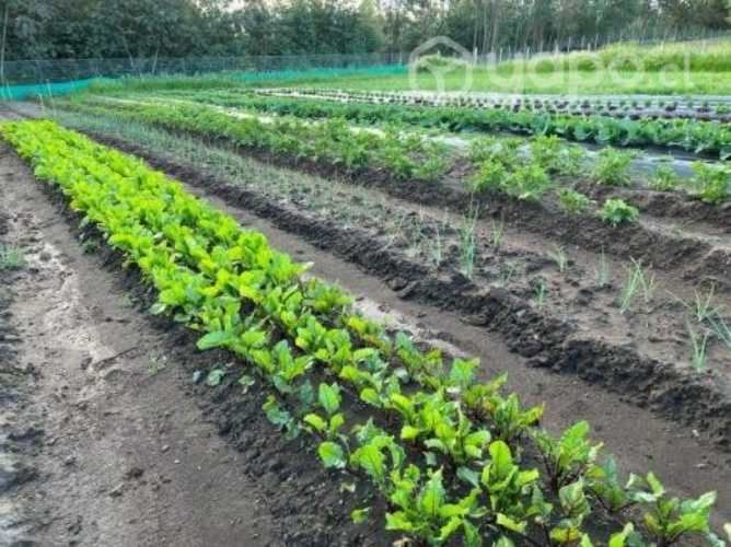 Camping o proyecto de inversión