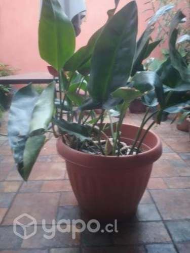 Plantas interior exterior