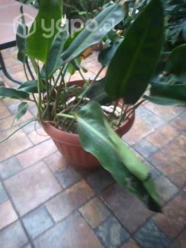 Plantas interior exterior