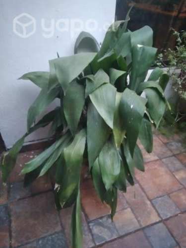 Plantas interior exterior