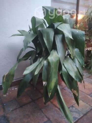 Plantas interior exterior