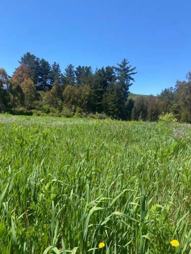 TERRENO CONSTRUCCION Vichuquén