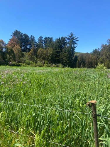 TERRENO CONSTRUCCION Vichuquén