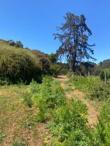 TERRENO CONSTRUCCION Vichuquén