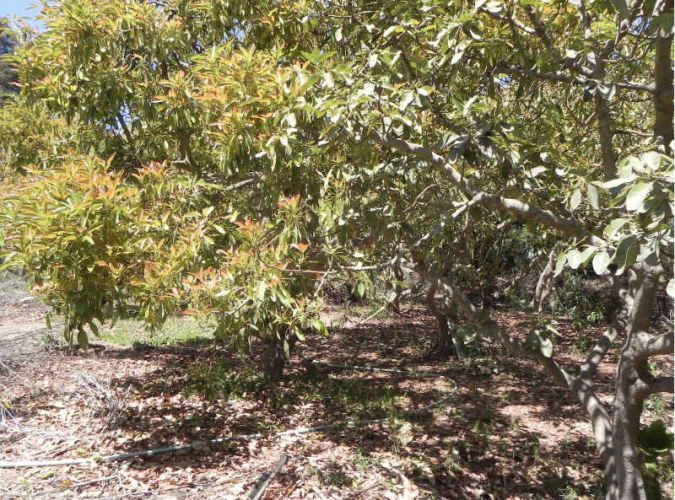 PARCELA Quebrada de Talca