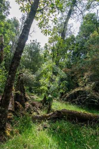 PARCELA 3 KM DE LONCOTORO