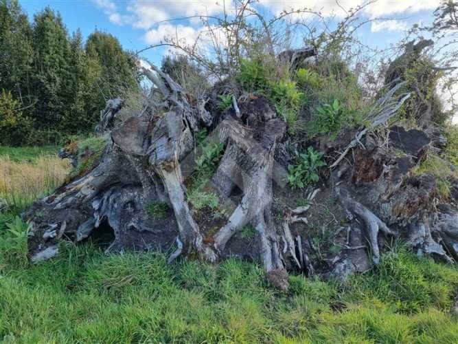 PARCELA A 3 KM DE LONCOTORO