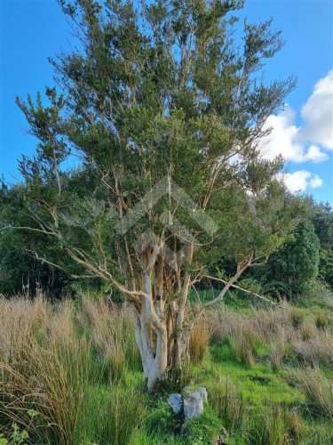 PARCELA A 3 KM DE LONCOTORO