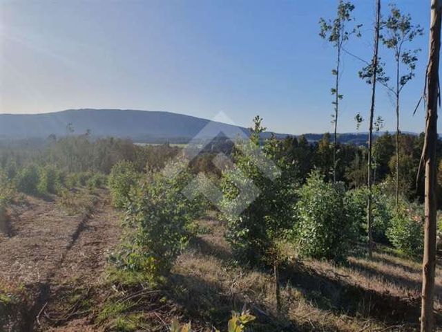SITIO CAMPO LOS AVELLANOS HUALAPULLI, PROVINCIA DE CAUTIN
