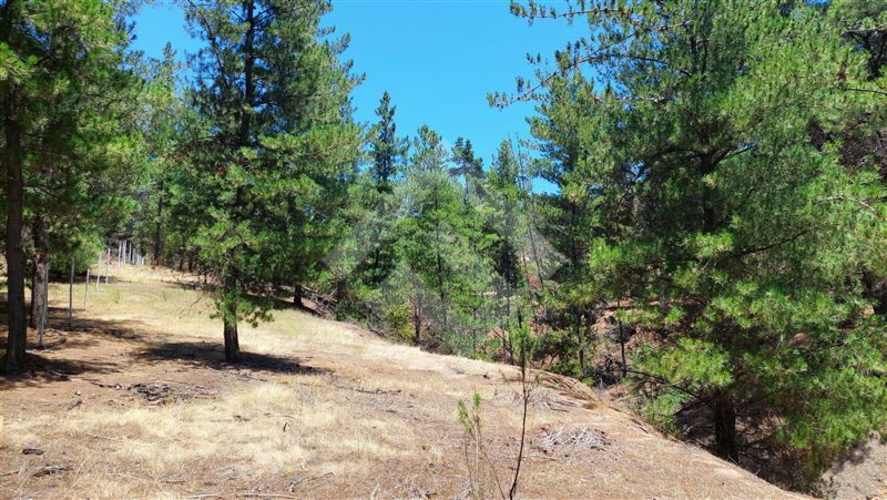 PARCELA Valle Alegre