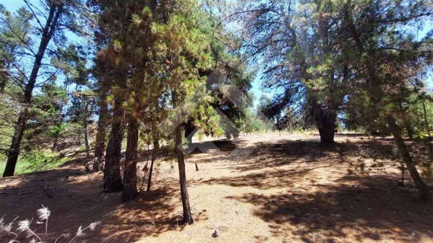 PARCELA Valle Alegre