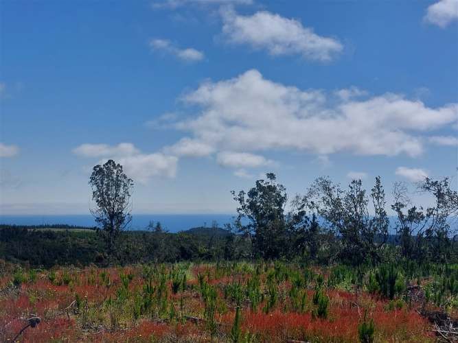 PARCELA Cardonal de Panilonco