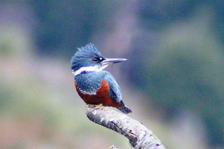 LOCAL COMERCIAL rio paloma