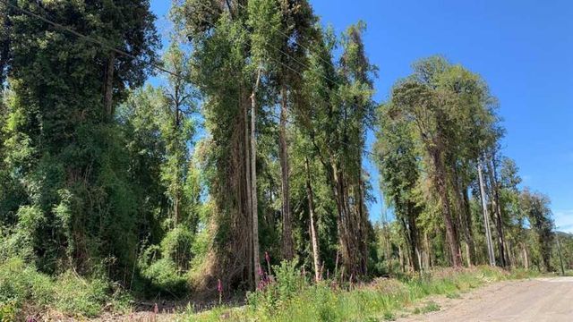 PARCELA Camino Ensenada, km 20, Fundo Arthur