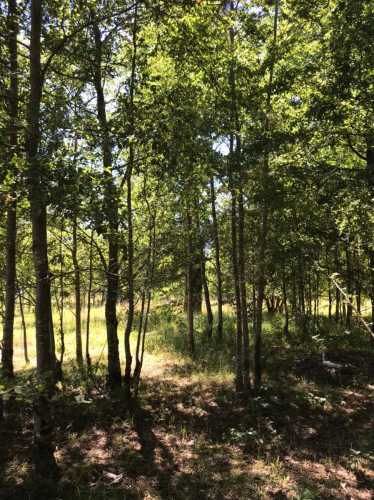 PARCELA Camino Internacional