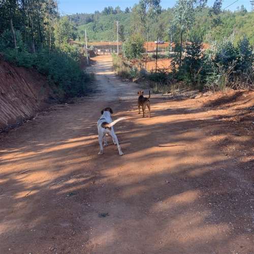 PARCELA Sector Millahue