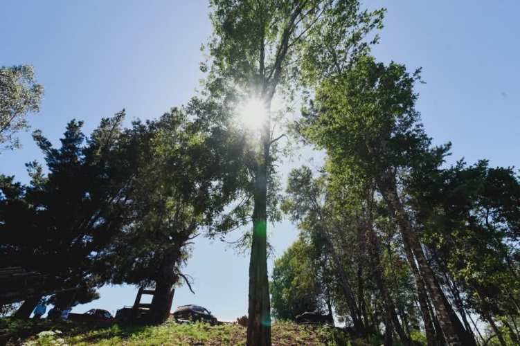 PARCELA Sector Millahue