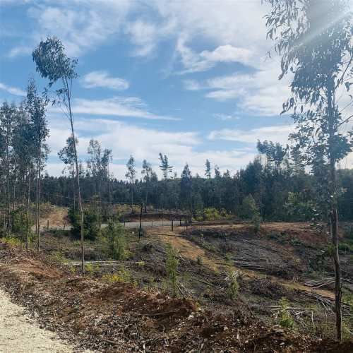 PARCELA Sector Millahue