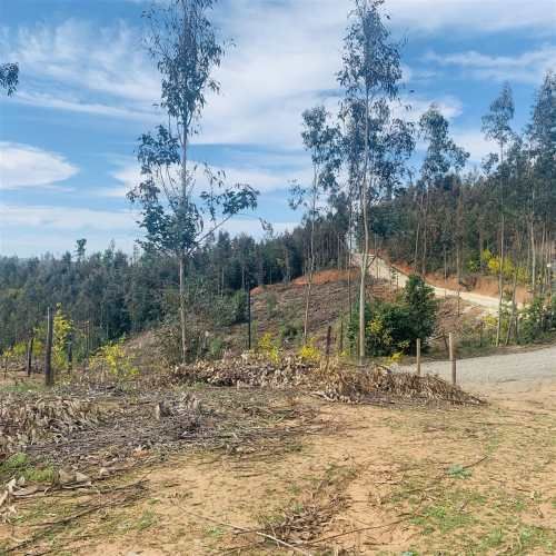 PARCELA Sector Millahue