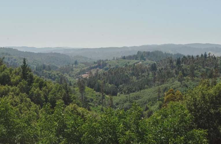 PARCELA Sector Millahue