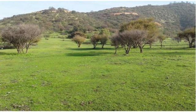 PARCELA Ruta G-60/Melipilla