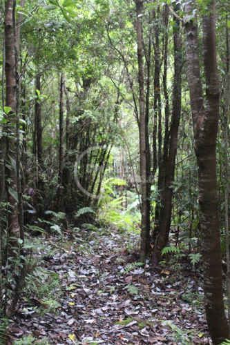 SITIO Ruta Sargazo Sector Correntoso