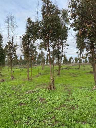 SITIO RUTA F 30 - E alt 12200 sector Mantagua