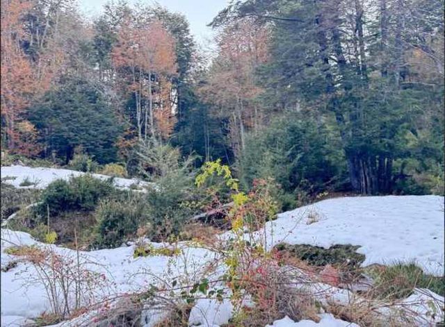 SITIO camino a rinconada currarehue