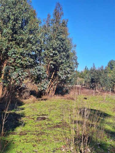 PARCELA Ruta Q-30, los Troncos Los Ángeles