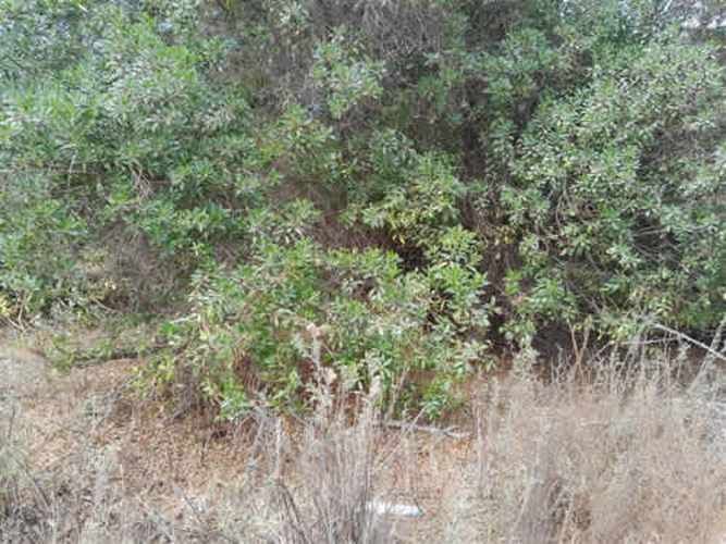 Sitio TERRENO 2 HAS REGIMENTO ARICA