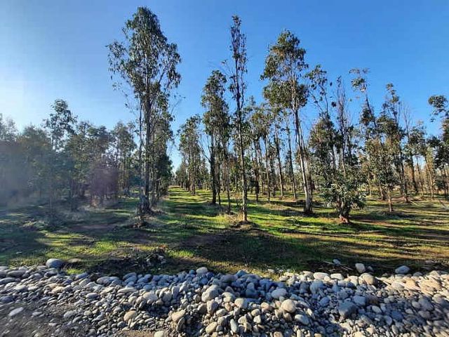 Parcela PARCELAS EN CHILLÁN ROL PROPIO PLANAS EN OFERTA 5000M2