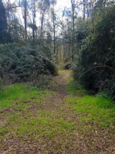 Parcela PARCELAS CAMINO A SAN FABIÁN DE ALICO, ROL PROPIO, 5000M2