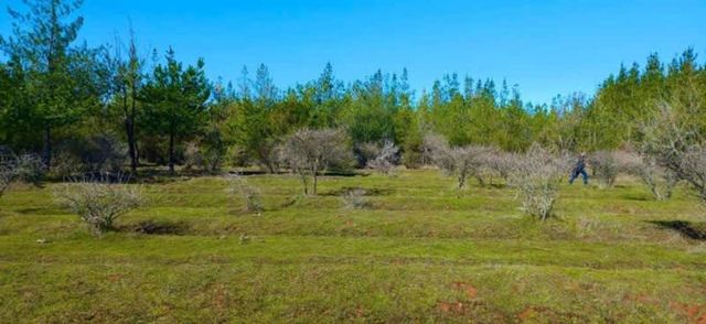 Parcela PARCELAS EN CAUQUENES PLANAS ROL PROPIO TIERRA FÉRTIL OFERTA