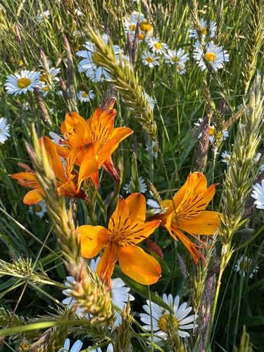 Parcela PARCELAS A 3 MINUTOS DEL LAGO RUPANCO ACCESO A RÍO
