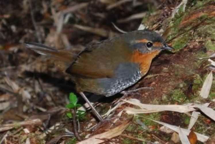 SITIO Parque Tepuhueico, Condominio Río Bravo, Chonchi, Chiloe
