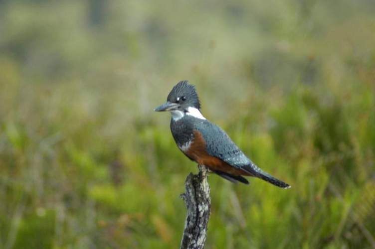SITIO Parque Tepuhueico, Condominio Río Bravo, Chonchi, Chiloe