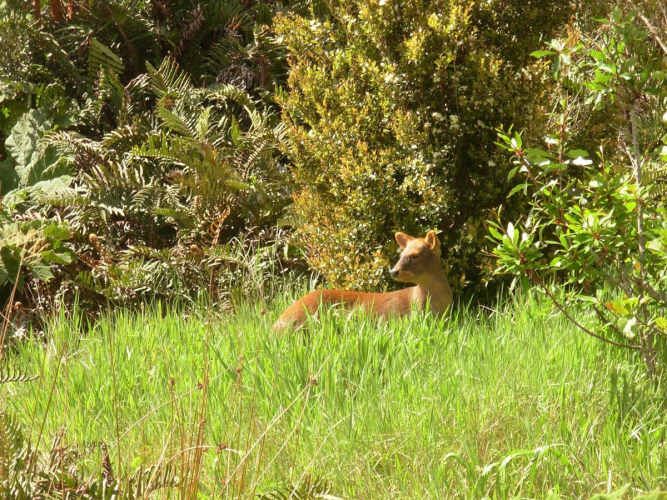 SITIO Parque Tepuhueico, Condominio Río Bravo, Chonchi, Chiloe