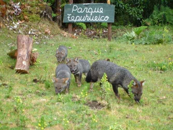SITIO Parque Tepuhueico, Condominio Río Bravo, Chonchi, Chiloe