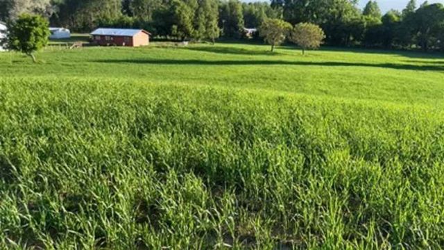 AGRICOLA A 12 Kms de Villarica sector Relun