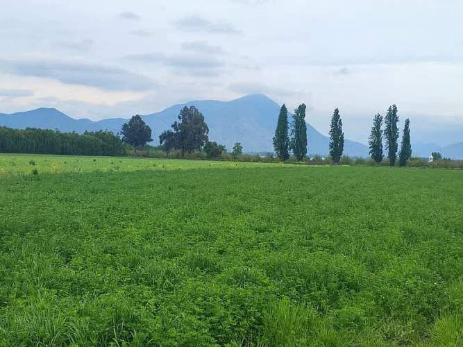 ¡GRAN OPORTUNIDAD: HERMOSAS PARCELAS EN VENTA EN PAINE!