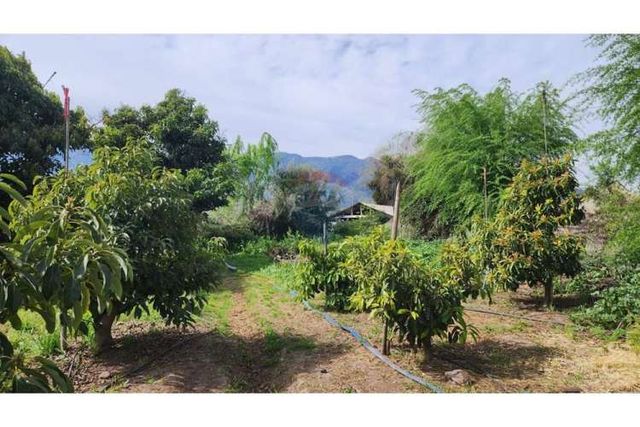 Venta terreno con producción paltos