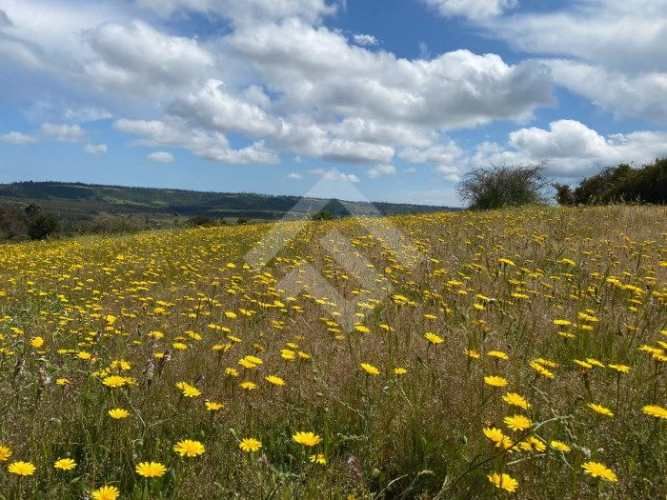 PARCELA Sector El Yali