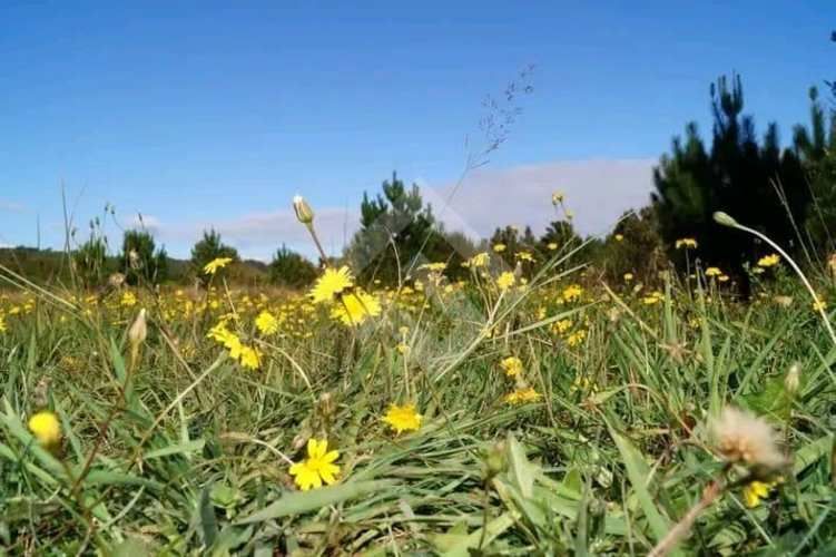 LOCAL COMERCIAL polincay